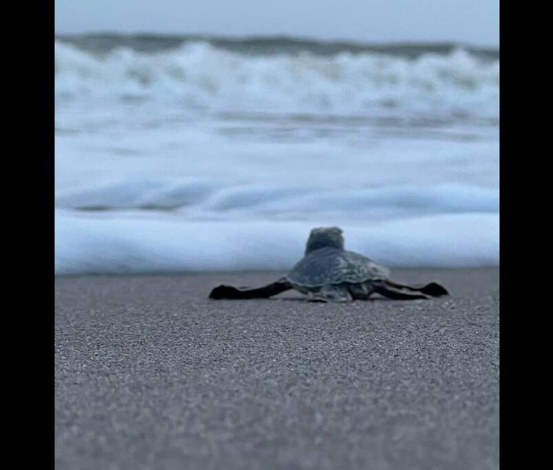 Cocoa, Beach House المظهر الخارجي الصورة